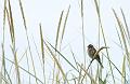Sivspurv - Common reed bunting (Emberiza schoeniclus)